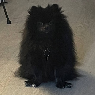 Telegram group profile photo for чапик