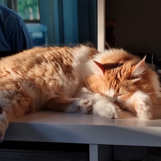 Telegram profile photo for Кошка Лиза