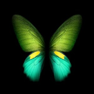 Telegram profile photo for Transbinder🦋🏳🌈