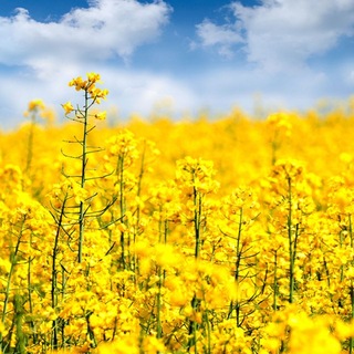 Telegram profile photo for ЗАКУПІВЛЯ ЗЕРНОВИХ ТА ОЛІЙНИХ