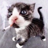 Telegram profile photo for сдала егэ по эмо