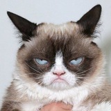Telegram profile photo for Grumpy Cat Takeover