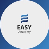 Telegram profile photo for EASY ANATOMY//Dr.Hussein Yousif