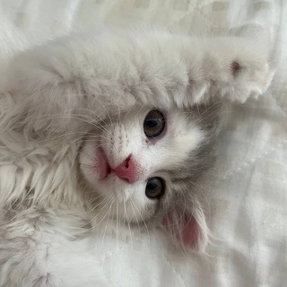 Telegram profile photo for arcane || рефералы