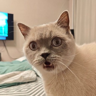 Telegram profile photo for Ilya says