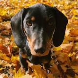 Telegram profile photo for Самые милые собачки наших подписчиков