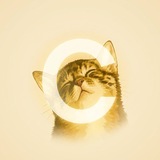 Telegram profile photo for Catecoin Portal