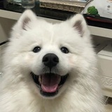 Telegram profile photo for woofis