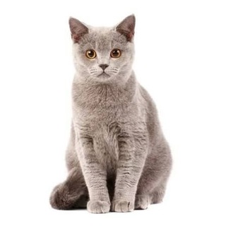 Telegram profile photo for Тута Мофага