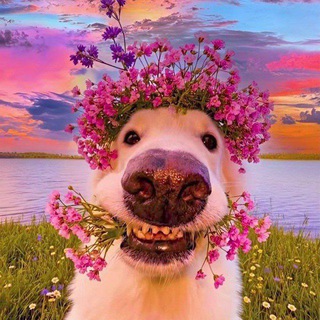 Telegram profile photo for plans