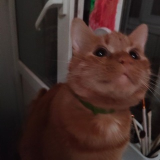 Telegram profile photo for Ꭰᴀ, ᴋᴧᴏун и?