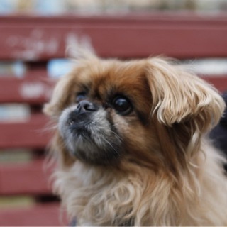 Telegram profile photo for 🐾Пушистый хвост 🐕