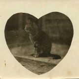 Telegram profile photo for vintage kittens