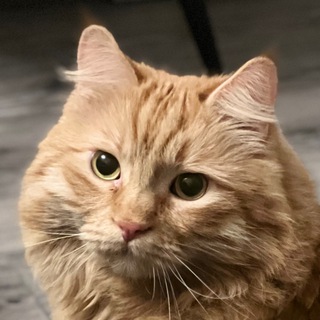 Telegram group profile photo for comments_below