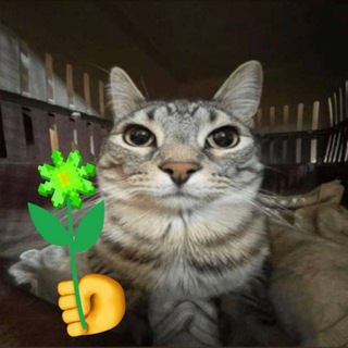 Telegram profile photo for YtsorF