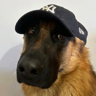 Telegram profile photo for Бизае