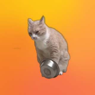 Telegram profile photo for 猫也会说话