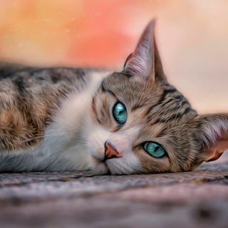 Telegram profile photo for Фриканутые Коты | Мемные Коты