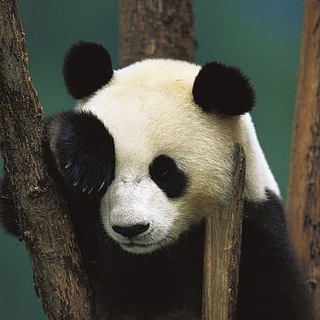 Telegram profile photo for BeerPanda. Органично недоразвитый DevOps