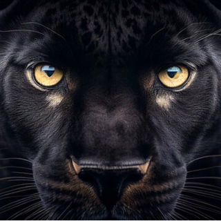 Telegram profile photo for Signals VIP