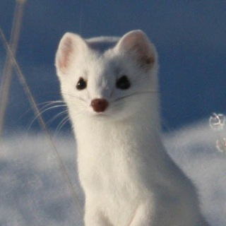 Telegram profile photo for Matthew The Stoat