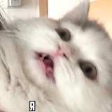 Telegram profile photo for Memes