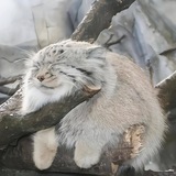 Telegram profile photo for Пещера манула