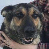 Telegram profile photo for золотое подполье