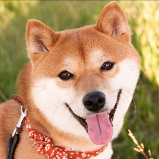 Telegram profile photo for Victory Airdrops