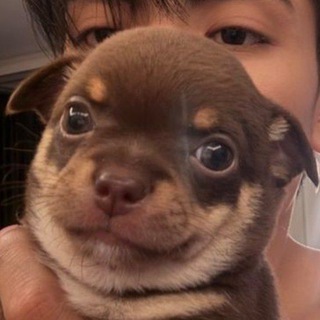 Telegram profile photo for Цинчевский щитпост