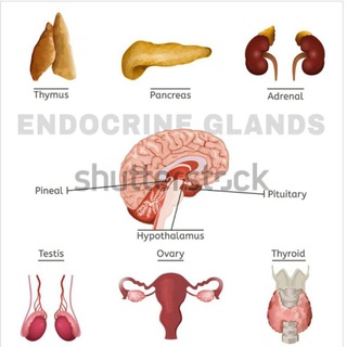 Telegram profile photo for Endocrine module