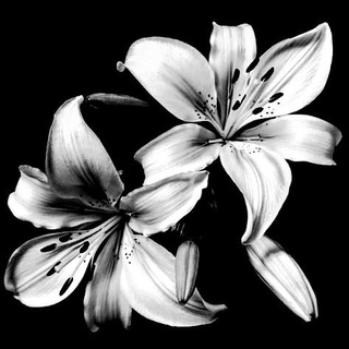 Telegram profile photo for Ange de l'amour | вредные советы.