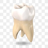 Telegram profile photo for طب اسنان /التراث