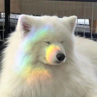 Telegram profile photo for 薩摩耶可愛小狗🐶拯救世界✌️