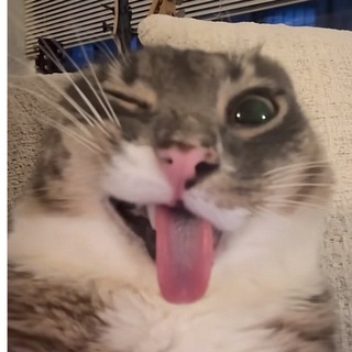 Telegram profile photo for لولي
