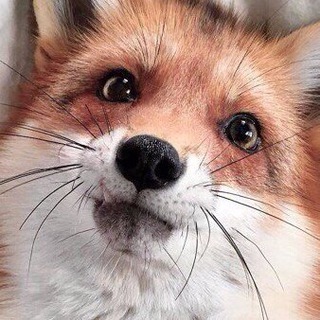 Telegram profile photo for Рыжее Хвостейшество