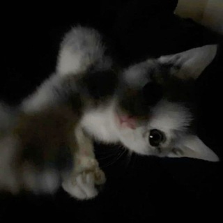 Telegram profile photo for забанено.снг