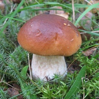 Telegram profile photo for Грибы СПб и Ло🌲⛺️🌳🍄🦔