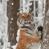 Telegram profile photo for 🌿🐾 Шалаш Тигрицы 🐾🌿