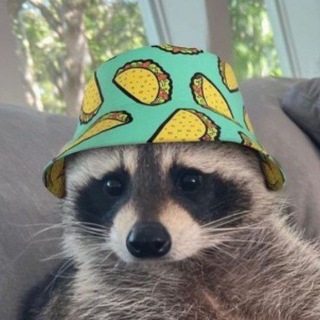 Telegram profile photo for Waschbärige Memes