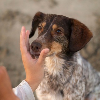 Telegram profile photo for Леди, но без бродяги