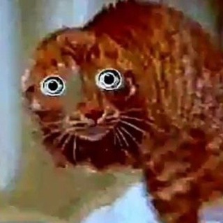 Telegram profile photo for .я гриб я ччудак