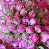 Telegram profile photo for دبستان و پیش دبستانی هوشمند و آنلاین غنچه های رضوان
