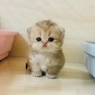 Telegram profile photo for Кульчик лайф