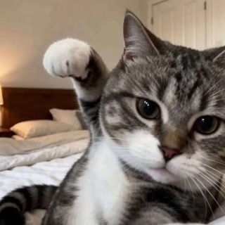 Telegram profile photo for آقای رنگو (پسر هدفمند سابق)