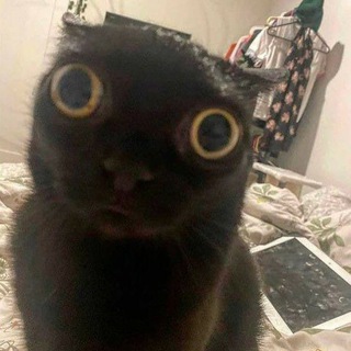 Telegram profile photo for |°Болото Карасика°|