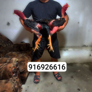 Telegram profile photo for Chempionlar