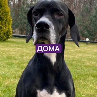 Telegram group profile photo for Потеряшки Коммунарка - ЧестерАлерт