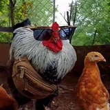 Telegram profile photo for храм крутых петухов