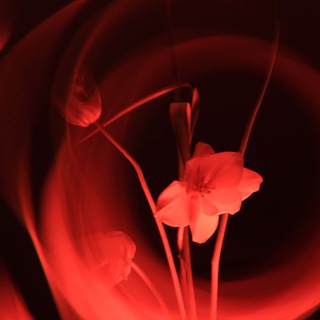 Telegram profile photo for FloralBackstage